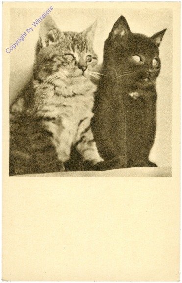 Zwei Katzen