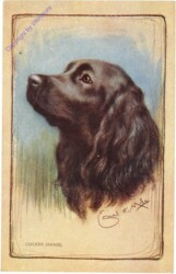 Cocker Spaniel