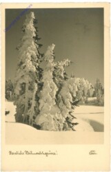 Tannen im Schnee