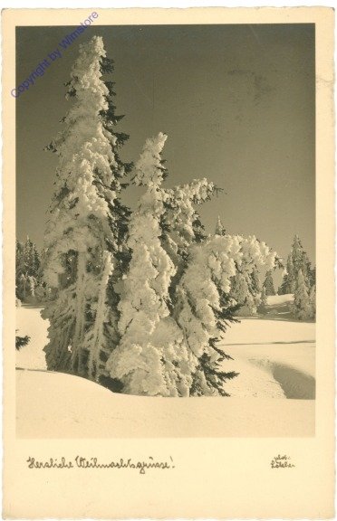 Tannen im Schnee