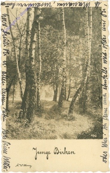 ak214933 Junge Birken