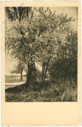 ak214935 Blütenpracht