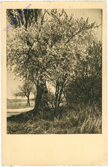 Blütenpracht