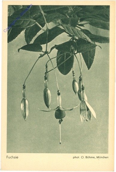 Fuchsie