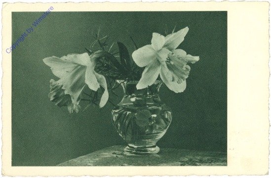 Narzissen in der Vase