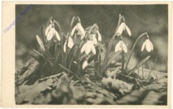 Schneeglöckchen