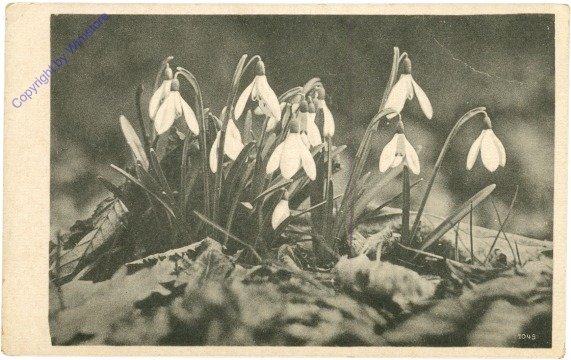 Schneeglöckchen