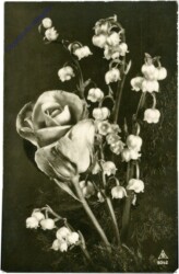 Rose mit Maiglöckchen