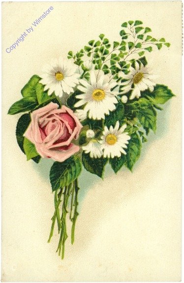 Rose mit Margheriten
