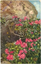 Rhododendron ferrugineum