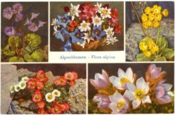 ak214945 Alpenblumen