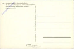 ak214945a Alpenblumen