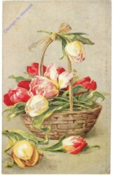Tulpen