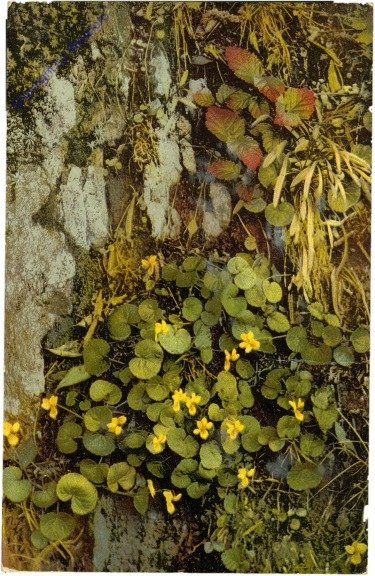 Viola biflora