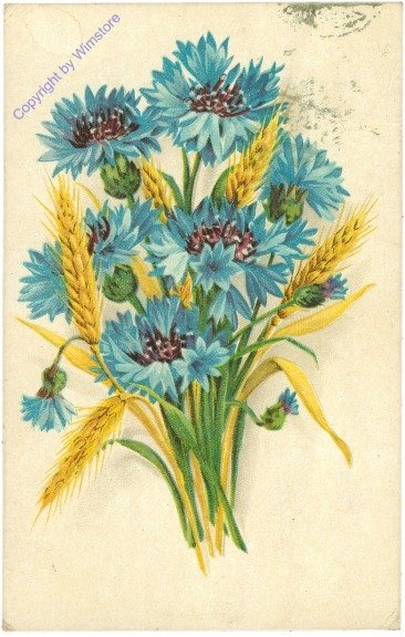 Kornblumenstrauß
