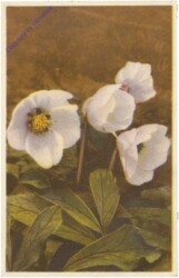 Schneerose