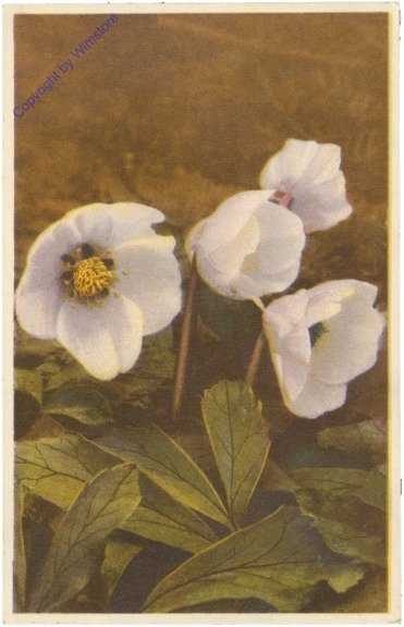 Schneerose