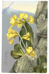 Primula auricula