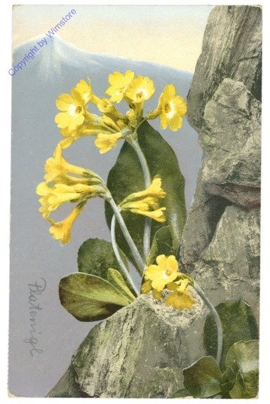 Primula auricula