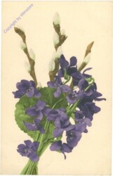 Veilchen