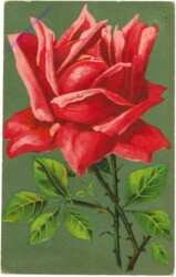 Rote Rose