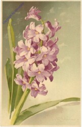 Hyazinthe