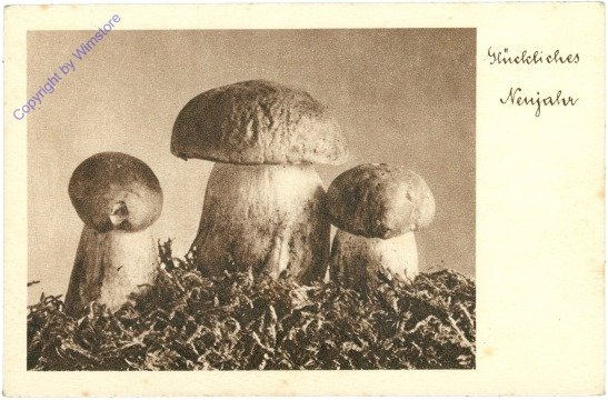 Pilze