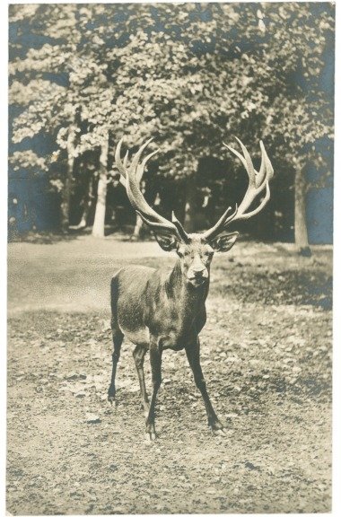 ak215289 Wien 13, Lainzer Tiergarten, II. Internat. Jagdcongress