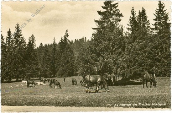 Au Paturage des Franches Montagnes