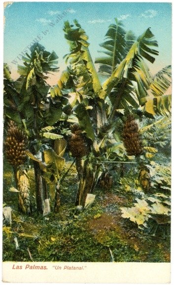 Las Palmas, Un Platanal