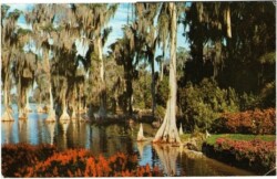 Florida: Daytona Beach, Cypress trees in the waters of Lake Eloise