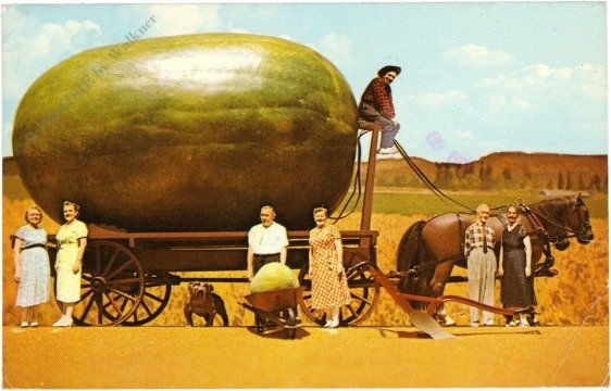 Kalifornien: Actual photograph of a California grown watermelon