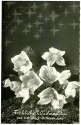 Christrosen