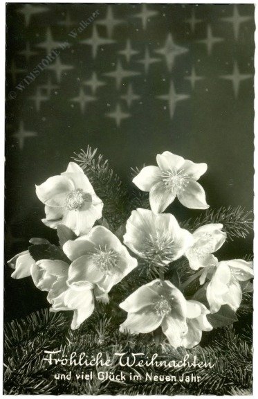 Christrosen