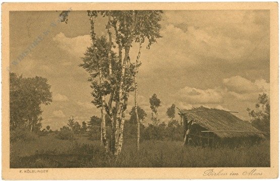 Kölblinger, F.: Birken im Moos