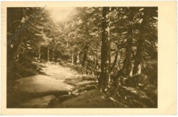 Unbekannt: Sonnenschein im Wetterwald