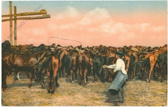 Leben auf der Haide Hortobagy