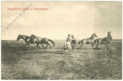 Hortobagy, Pferde