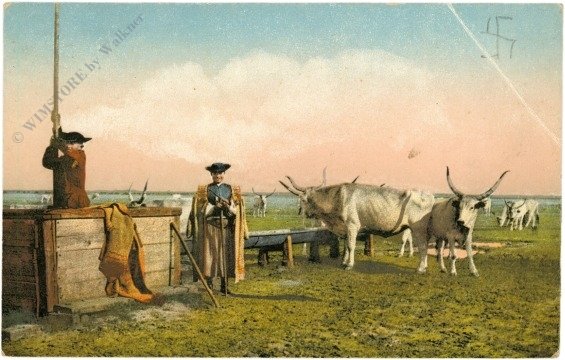 Hortobagy, An der Tränke