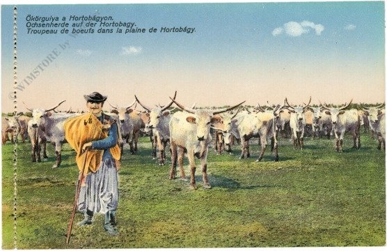 Hortobagy, Ochsenherde auf der Haide