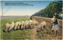 Hortobagy, Weidende Widderherde