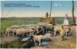 Hortobagy, Schafherde, Tränke auf der Hortobagy