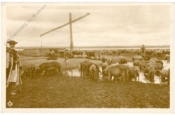 Hortobagy, Schweineherde