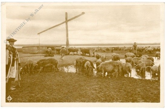 ak220259 Hortobagy, Schweineherde