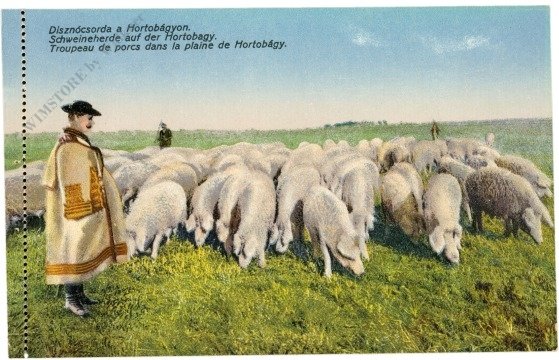 ak220265 Hortobagy, Schweineherde