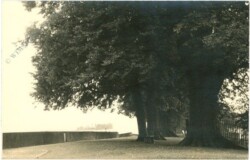 ak220335 Großer Baum