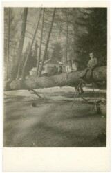 Gefällter Baum vorm Haus