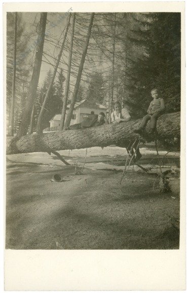 ak220441 Gefällter Baum vorm Haus