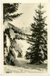 ak220533