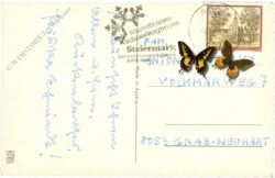 ostern lämmer am weg